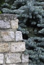Blue Spruce and Blocks Royalty Free Stock Photo