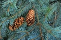Blue Spruce Boughs Royalty Free Stock Photo