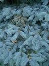 Blue spruce branch. Beautiful branch of spruce with needles. Christmas tree in nature