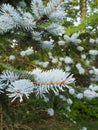 Blue Spruce Branch With Bright New Growth