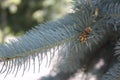 Blue spruce branch with young cones Royalty Free Stock Photo