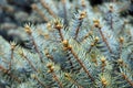 Blue spruce branches background. Christmas tree. Fir tree branch close up. Selective focus. Royalty Free Stock Photo