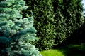 Blue spruce branches on a blurry background