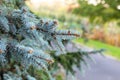 Blue spruce branches captured in soft light along a garden path in late afternoon Royalty Free Stock Photo