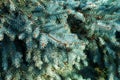 Blue spruce branches Royalty Free Stock Photo