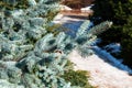 Blue spruce branches Royalty Free Stock Photo