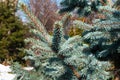 Blue spruce branches Royalty Free Stock Photo
