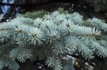 Blue spruce branches on a green background.The blue spruce, green spruce, white spruce Royalty Free Stock Photo