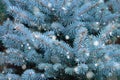 Blue spruce branches with snow. Winter background. Christmas tree branches with needles Royalty Free Stock Photo