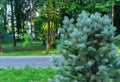 Blue spruce conifer for landscaping parks and gardens