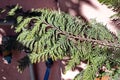 Blue spruce and fir tree branches with fresh green needles on blurred green and an  background. Royalty Free Stock Photo