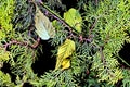 Blue spruce and fir tree branches with fresh green needles on blurred green and an isolated background. Royalty Free Stock Photo