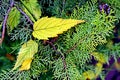 Blue spruce and fir tree branches with fresh green needles on blurred green and an isolated background. Royalty Free Stock Photo