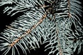 Blue spruce and fir tree branches with fresh green needles on blurred green and an isolated background. Royalty Free Stock Photo