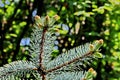 Blue spruce and fir tree branches with fresh green needles on blurred green and an isolated background. Royalty Free Stock Photo