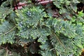 Blue spruce and fir tree branches with fresh green needles on blurred green and an isolated background. Royalty Free Stock Photo