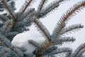 Branches of blue spruce in the snow Royalty Free Stock Photo