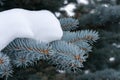 Branches of blue spruce in the snow Royalty Free Stock Photo