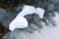 Branches of blue spruce in the snow Royalty Free Stock Photo
