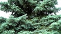 Blue spruce, green spruce or blue spruce, with the scientific name Rsea pungens. Beautiful blue spruce against the sky