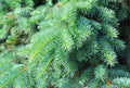 Blue spruce, green spruce, white spruce, Colorado spruce or Colorado blue spruce, with the scientific name Picea pungens