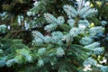 Blue spruce, Picea pungens Royalty Free Stock Photo