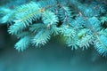 Blue Spruce growing in summer garden. Spruce outdoors, conifer needles close-up, nature. Sun flares. Garden design, gardening