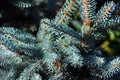 Blue Spruce Limbs