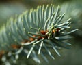 Blue spruce Royalty Free Stock Photo