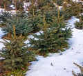Blue spruce,Perkalsky Dendrological nursery. Royalty Free Stock Photo