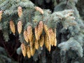 Blue Spruce Or Picea Pungens With Cones Royalty Free Stock Photo