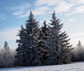 Blue Spruce Or Picea Pungens With Deciduous Trees