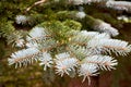 Blue spruce Picea pungens or green spruce Colorado spruce or Colorado blue spruce coniferous evergreen tree branches Royalty Free Stock Photo