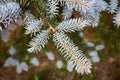 Blue spruce Picea pungens or green spruce Colorado spruce or Colorado blue spruce coniferous evergreen tree branches Royalty Free Stock Photo