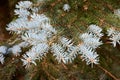 Blue spruce Picea pungens or green spruce Colorado spruce or Colorado blue spruce coniferous evergreen tree branches Royalty Free Stock Photo