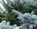 Blue spruce