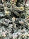 Blue spruce with small needles