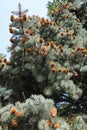 Blue spruce studded with cones