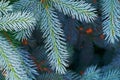 Blue spruce tree closeup