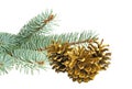 Blue spruce twig and golden pine cones isolated on white background. Christmas decoration Royalty Free Stock Photo