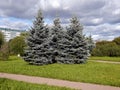 Blue spruces in the park residential area of Saint-Petersburg