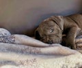 Blue Staffordshire bull terrier puppy lying on the sofa Royalty Free Stock Photo