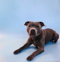 Staffordshire Bull Terrier Isolated on Light Blue