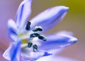 Blue stamen from scilla flower in northeast, USA