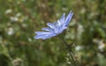 The blue stames of a chicory flower