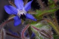 Borage Blue Star Flower 02 Royalty Free Stock Photo
