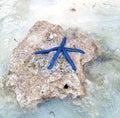 Blue star fish Linckia laevigata On a rock Royalty Free Stock Photo