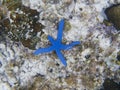 Blue star fish regenerating leg on sea bottom. Tropical starfish underwater photo. Royalty Free Stock Photo