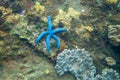 Blue star fish on rustic coral reef stone. Tropical starfish underwater photo. Exotic aquarium animal Royalty Free Stock Photo