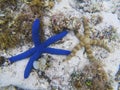 Blue star fish on white sand sea bottom. Tropical starfish underwater photo. Royalty Free Stock Photo